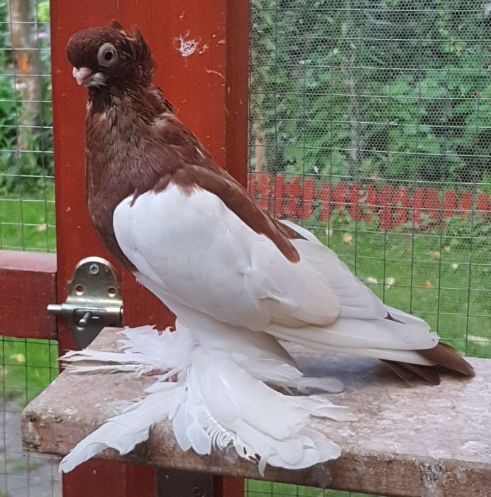 Sroczka Polska Krótkodzioba.