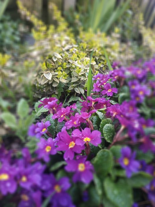 Примула садова...