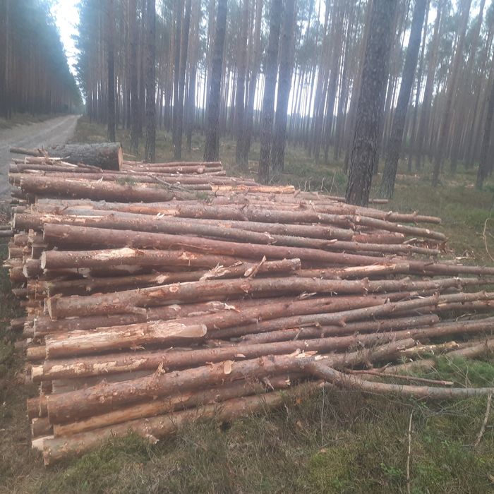 Sprzedam drewno gałeziówka sosna w całości