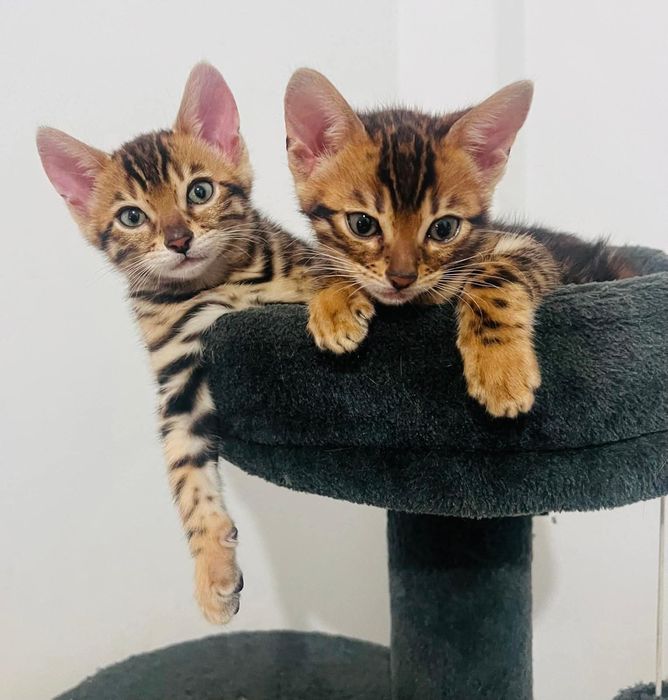 Bengal femea Exelente exemplarl