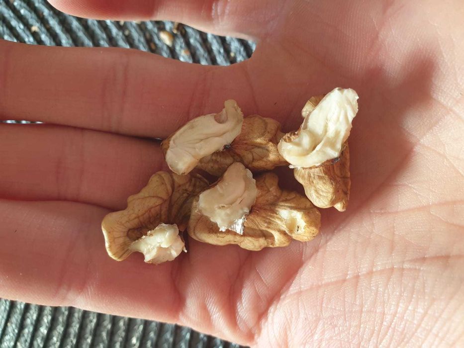 orzechy włoskie mały i duże mieszane