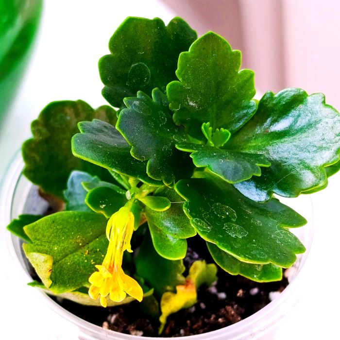 Каланхоє насичено-жовтого кольору з  помаранчевої серединкою