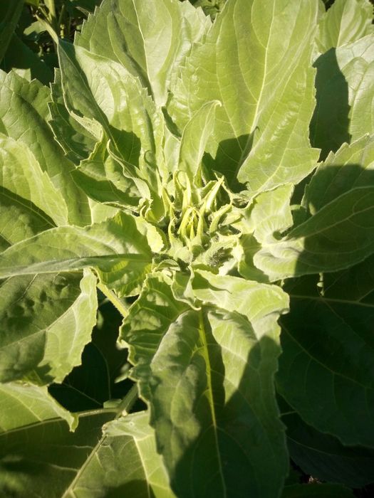 Насіння соняшнику Бомонд