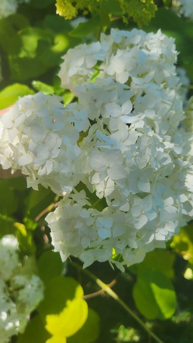 Гортензія  кущ саджанець