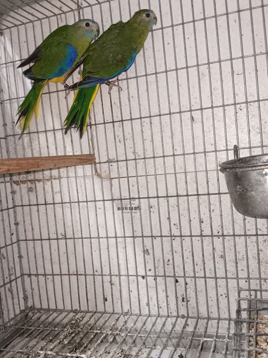 Pyrrhura hypoxantha azul e turquosines