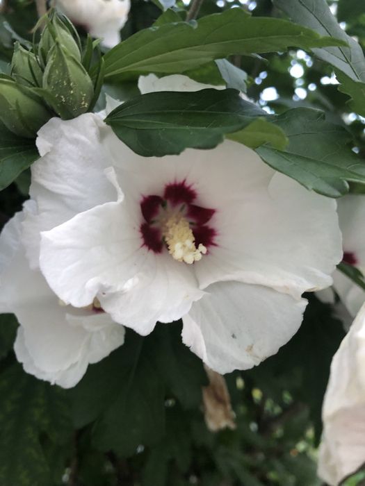 Гібіскус сирійський