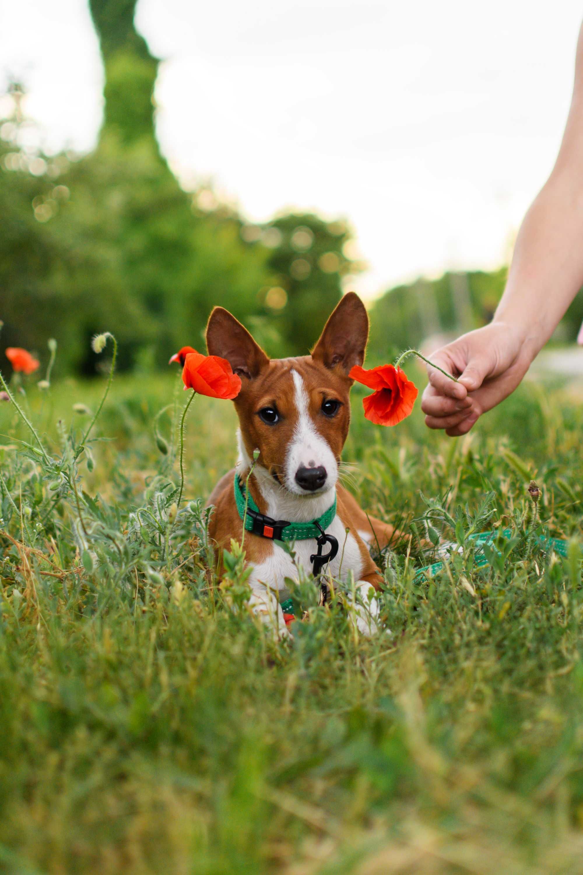 Красивый мальчик басенджи (basenji)
