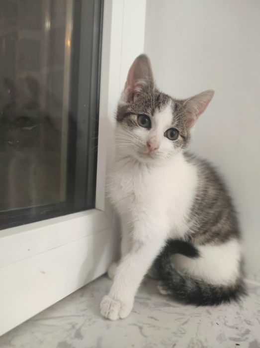 Kot Kotka do adopcji 11 tygodni