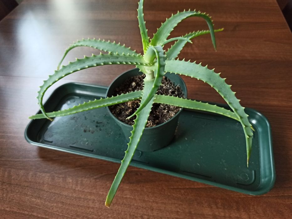 Aloes sadzonka w doniczce