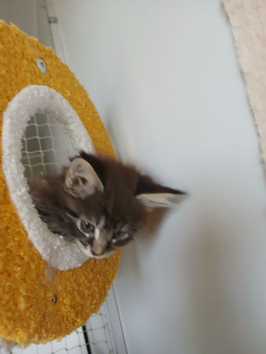 Maine coon kocurek