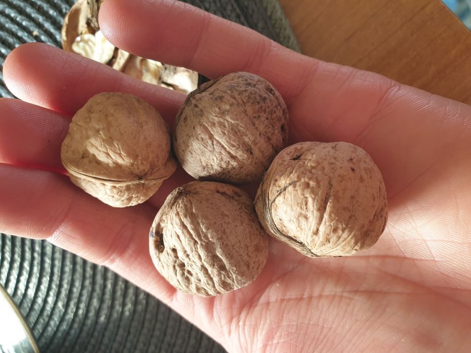 Orzechy włoskie wysyłka z 2025r