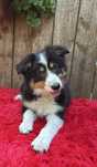 Border collie- suczka czarna tri-color