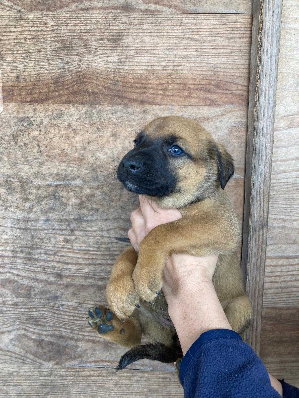 Cachorros de porte médio/grande para adoção