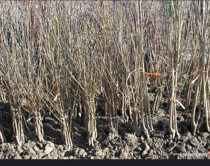 Drzewka owocowe wszystkie odmiany