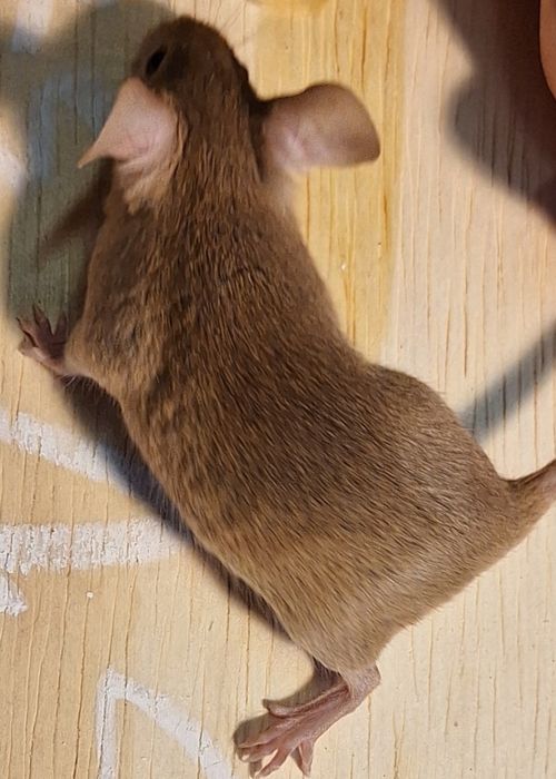 Myszy myszki kolorowe dumbo