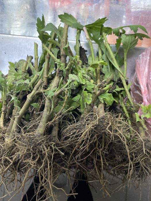 Хризантема ветка микс