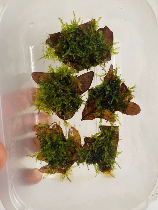 Mech China Moss Vesicularia sp. do akwarium lub paludarium