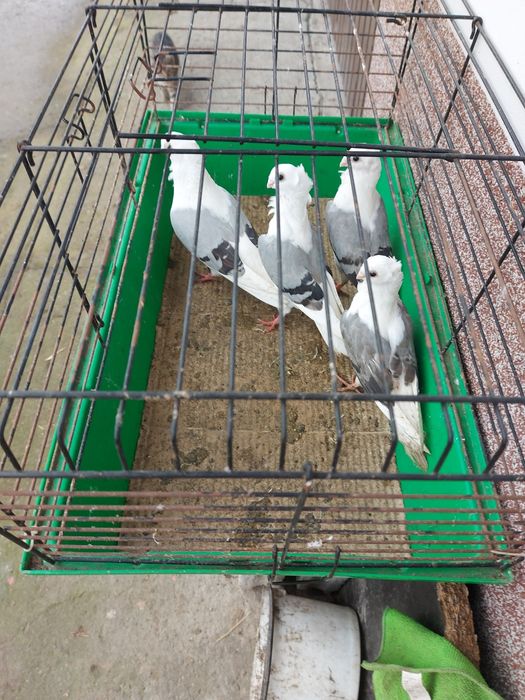 Gołębie ozdobne mewki