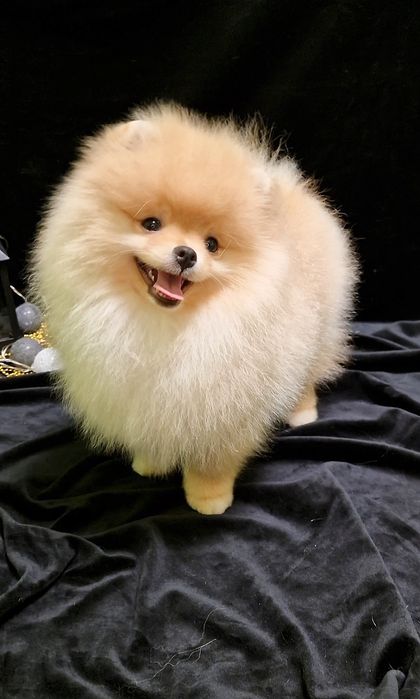 Хлопчик померанського шпіца.