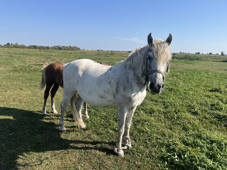 Продається кобила 10 років