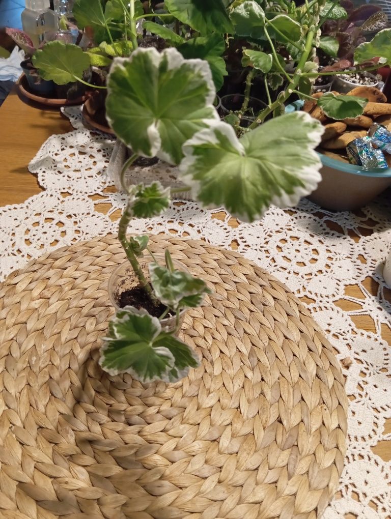 Pelargonia Wilhelm Langguth
