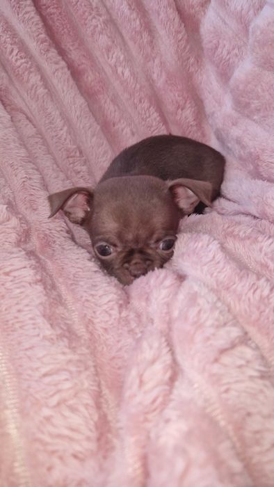 Chihuahua suczka maleńka do odbioru czekoladowa