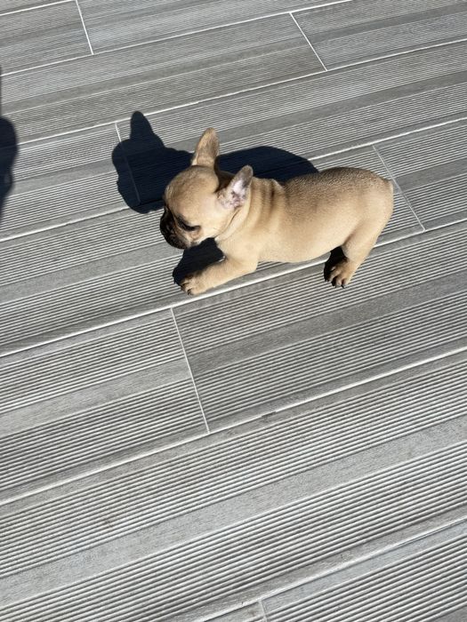 Bulldogue frances