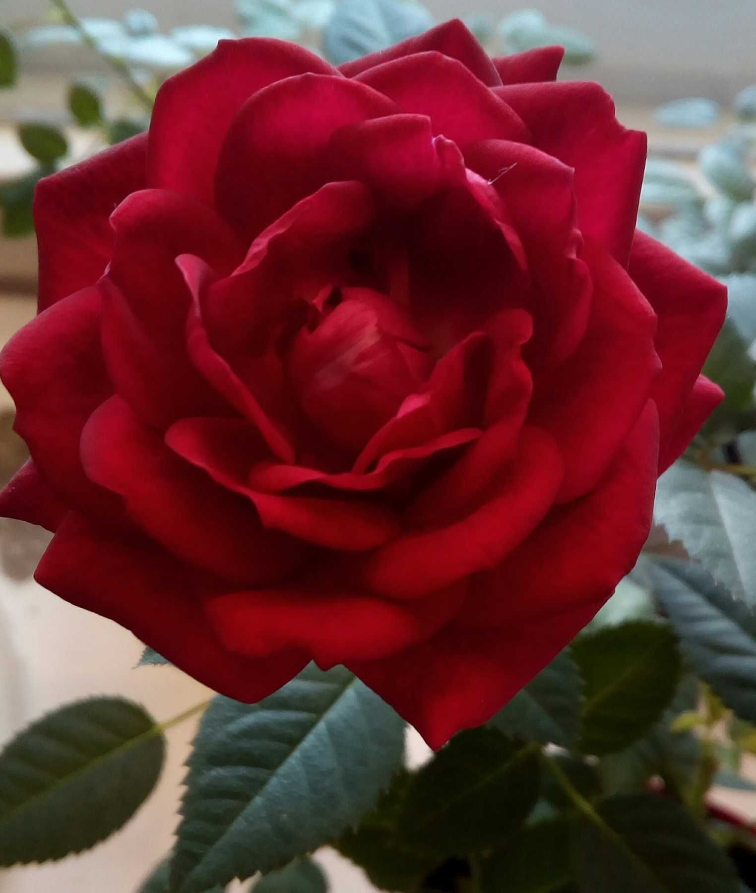 Роза комнатная красная троянда комнатные растения цветы