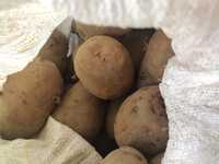 Sadzeniaki - ziemniaki