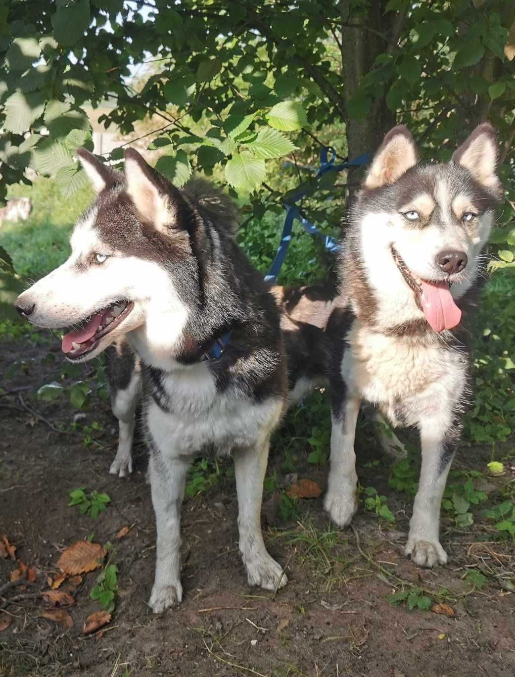 Piękna, młoda suczka w typie husky Inari szuka aktywnego opiekuna