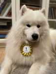 Samoyed, zapowiedź miotu, Zwiazek Kynologiczny w Polsce