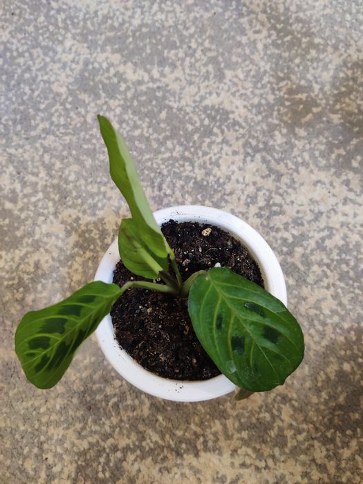 Маранта комнатные цветы