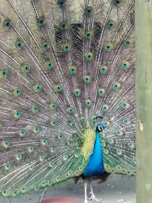 Sprzedam młode  pawie indyjskie