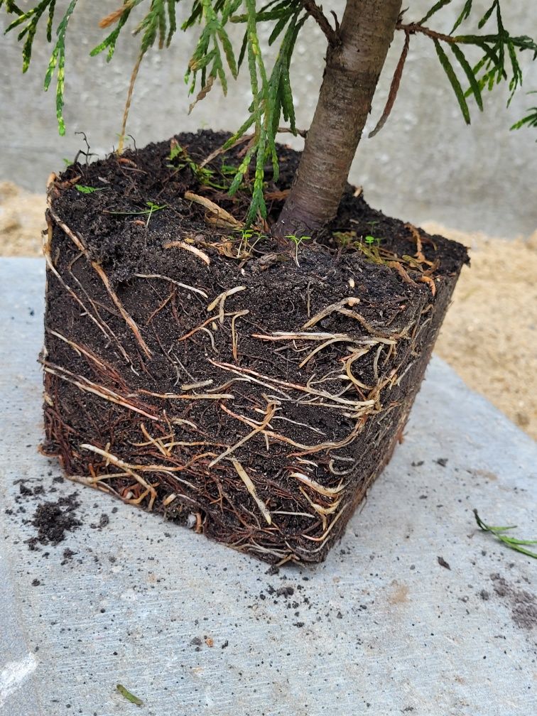 Thuja tuja Martin 1m ładniejsza niż Brabant piękny żywopłot PROMOCJA