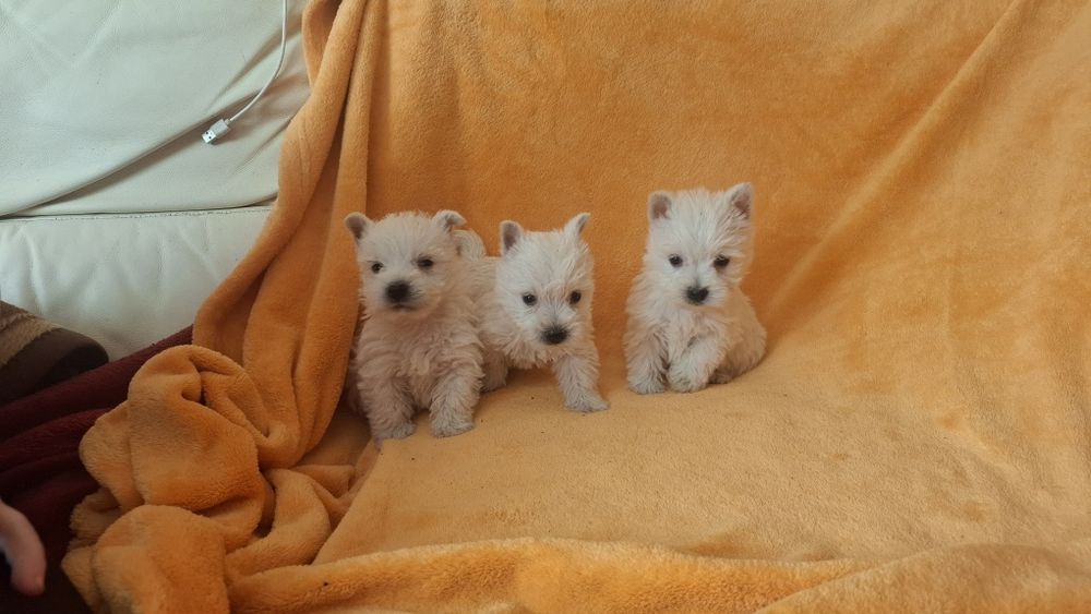 West highland white terrier