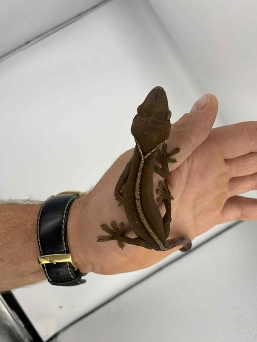 Piekne Gekony paskowane