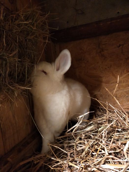 Nowozelandzki Biały