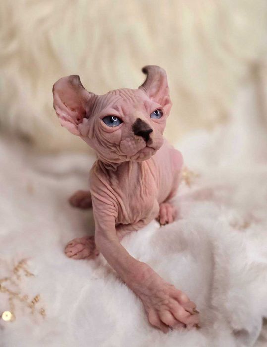 Кіра - Блакитноока дівчинка породи Ельф