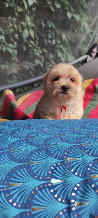 Maltipoo chłopiec Warszawa maltańczyk pudel