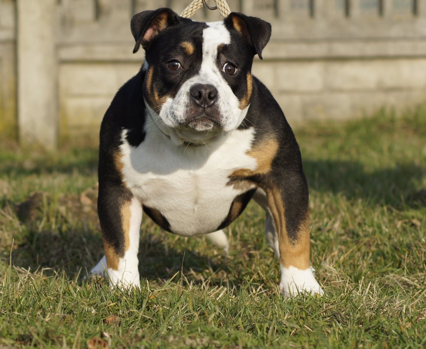 American Bully Suczka Pocket ABKC