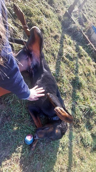 W typie dobermana - energiczny, młody, piękny pies