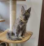 Kotka Lea Maine coon