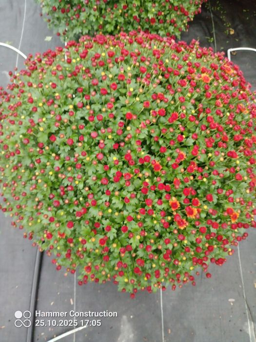 Chryzantemy  roznokolorowe