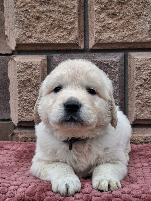 Золотинка-хлопчик від Чемпіонів