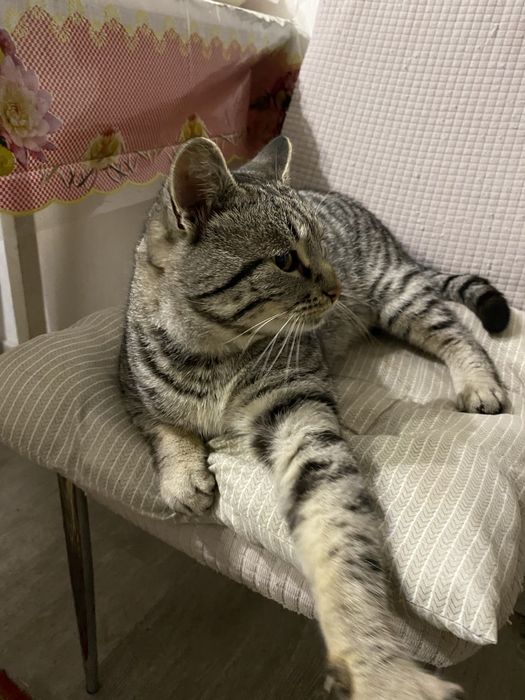 Віддам котика в добрі руки.