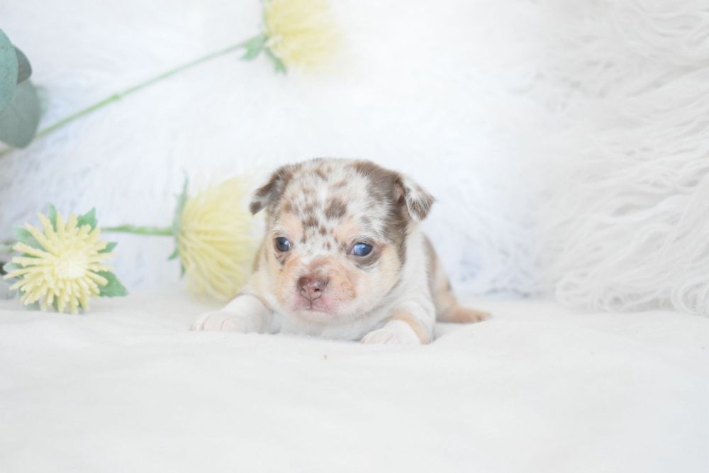 Chocolate Menino Chocolate Merle Olhos Azuis