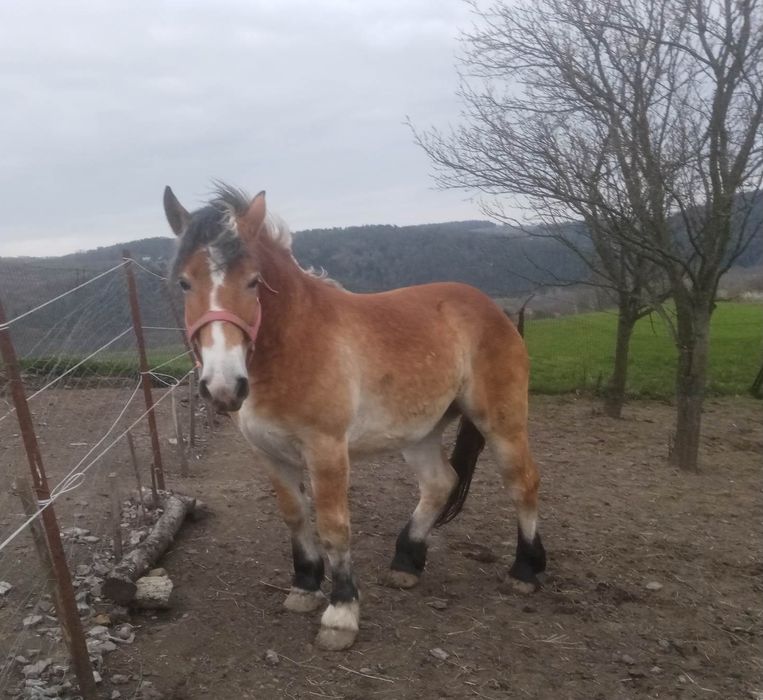 Sprzedam dwuletnią klacz