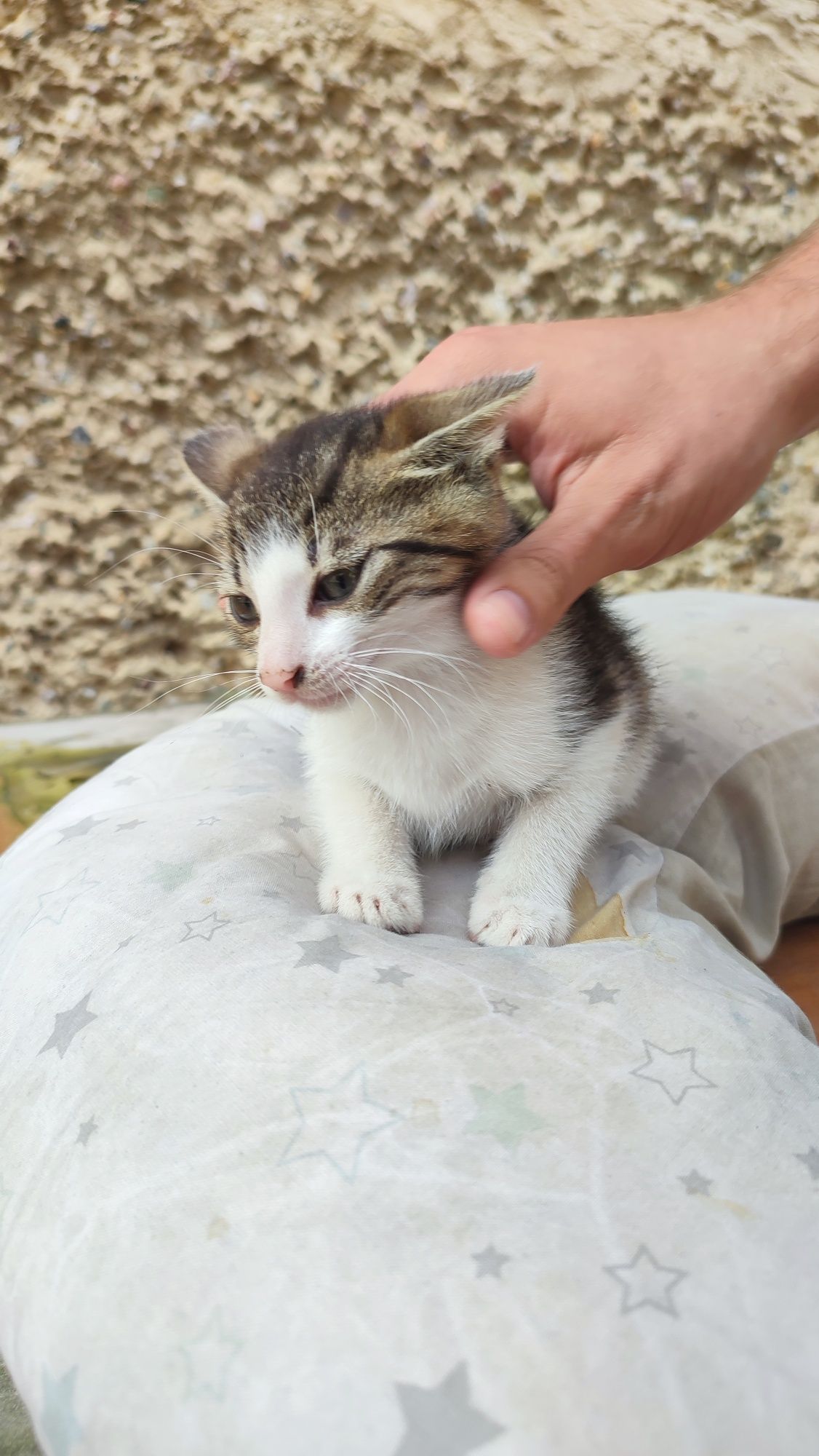 Kotki i kocurek do oddania