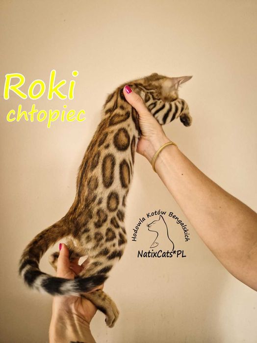 kot bengalski Kocurek bengalsk ROKI i wykastrowany  Bengal FPL/FIFe