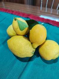 Limões caseiros (biológicos)